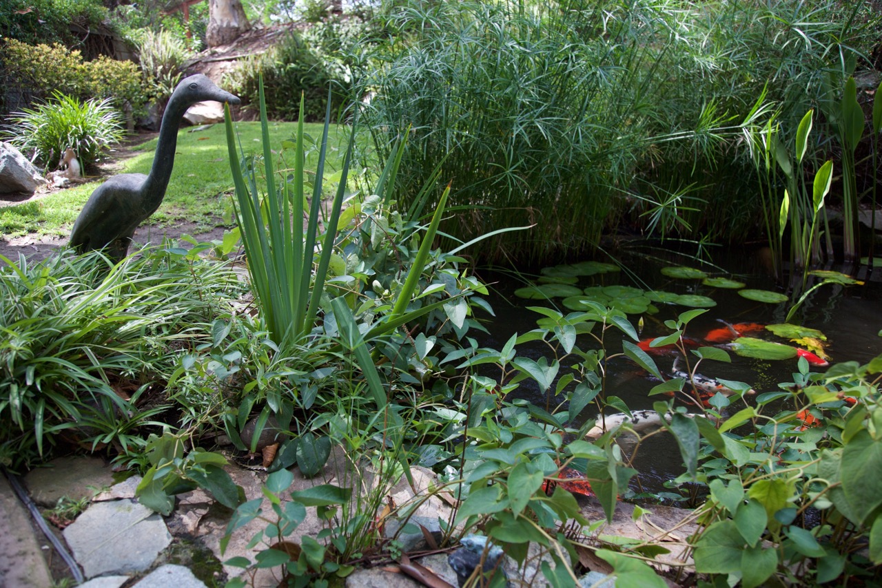 Relaxing Koi Pond