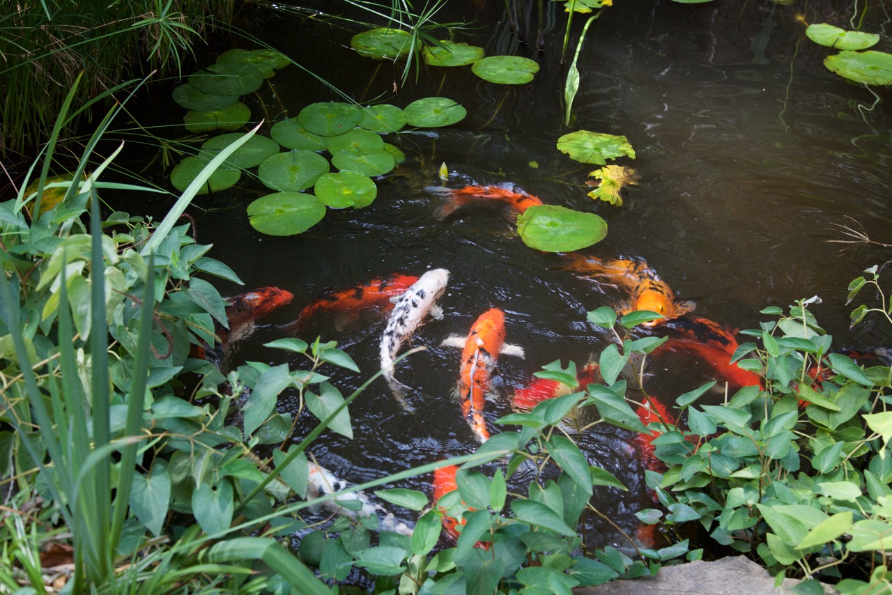 Feed the Koi